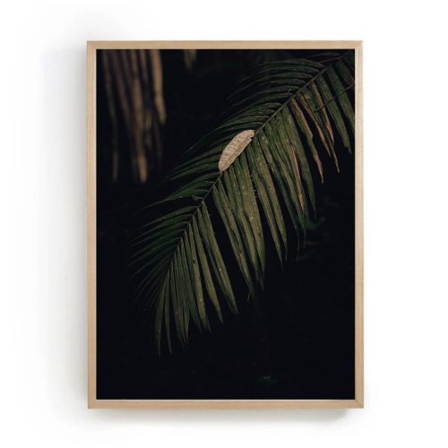 fine art photography print Amazonas leaf
